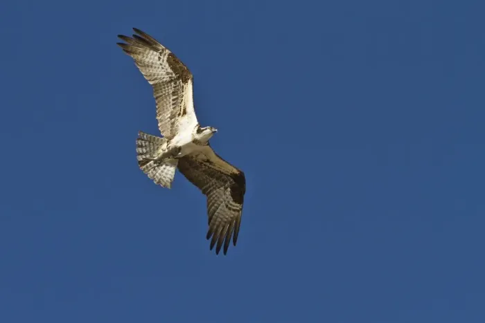 Framed Print : Adult osprey (Pandion haliaetus) with fish, Gulf of California (Sea of Cortez) Baja California Sur, Mexico, North America Framed Print : Adult osprey (Pandion haliaetus) with fish, Gulf of California (Sea of Cortez) Baja California Sur, Mexico, North America