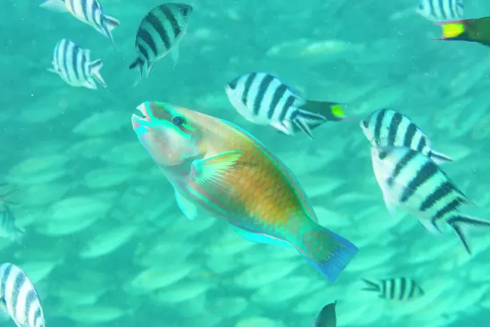 Framed Print : An adult Pacific bullethead parrotfish (Chlorurus spiluris), off the reef on Kawe Island, Raja Ampat, Indonesia, Southeast Asia Framed Print : An adult Pacific bullethead parrotfish (Chlorurus spiluris), off the reef on Kawe Island, Raja Ampat, Indonesia, Southeast Asia