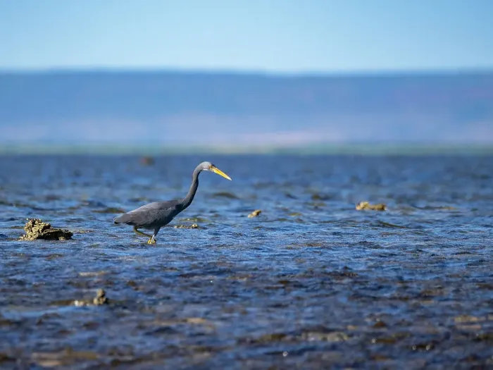 Framed Print : An adult Pacific reef heron (Egretta sacra), hunting for prey on Montgomery Reef, Kimberley, Western Australia, Australia, Pacific Framed Print : An adult Pacific reef heron (Egretta sacra), hunting for prey on Montgomery Reef, Kimberley, Western Australia, Australia, Pacific