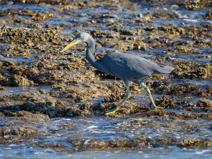 Framed Print : An adult Pacific reef heron (Egretta sacra), hunting for prey on Montgomery Reef, Kimberley, Western Australia, Australia, Pacific Framed Print : An adult Pacific reef heron (Egretta sacra), hunting for prey on Montgomery Reef, Kimberley, Western Australia, Australia, Pacific