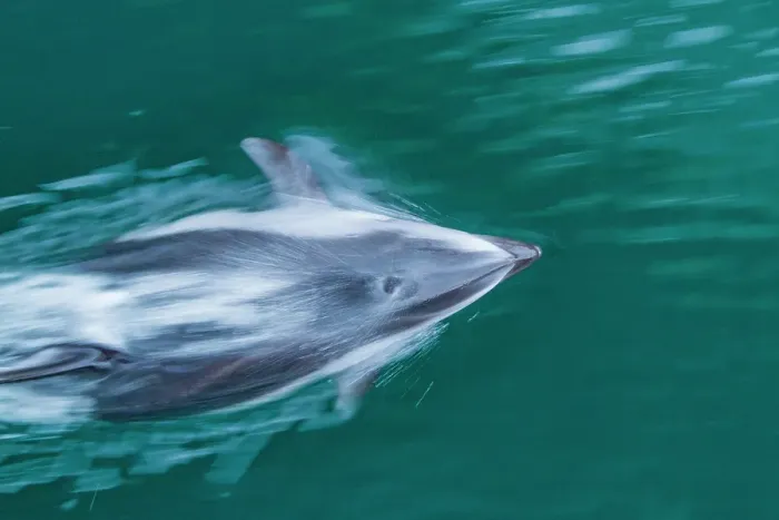 Framed Print : An adult Pacific white-sided dolphin (Lagenorhynchus obliquidens) bow-riding in Johnstone Strait, British Columbia, Canada Framed Print : An adult Pacific white-sided dolphin (Lagenorhynchus obliquidens) bow-riding in Johnstone Strait, British Columbia, Canada