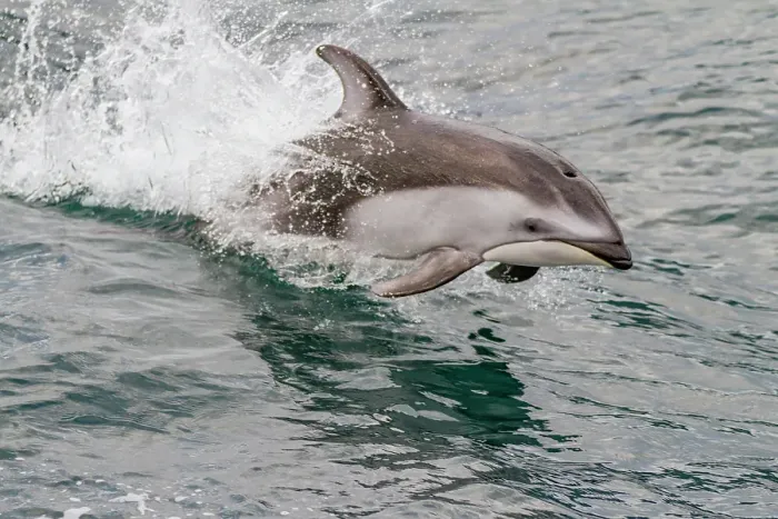 Framed Print : An adult Pacific white-sided dolphin (Lagenorhynchus obliquidens) leaping in Johnstone Strait, British Columbia, Canada Framed Print : An adult Pacific white-sided dolphin (Lagenorhynchus obliquidens) leaping in Johnstone Strait, British Columbia, Canada