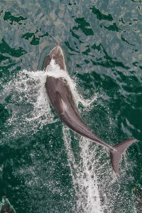 Framed Print : An adult Pacific white-sided dolphin (Lagenorhynchus obliquidens) leaping in Johnstone Strait, British Columbia, Canada Framed Print : An adult Pacific white-sided dolphin (Lagenorhynchus obliquidens) leaping in Johnstone Strait, British Columbia, Canada