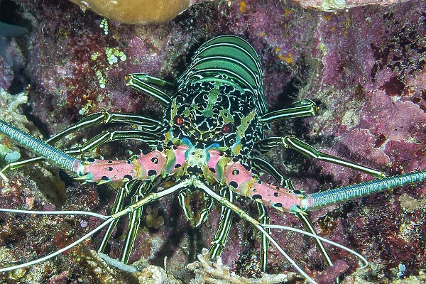 An adult painted spiny lobster (Panuluris versicolor), hunting off Bangka Island, off the northeastern tip of Sulawesi, Indonesia, Southeast Asia, Asia