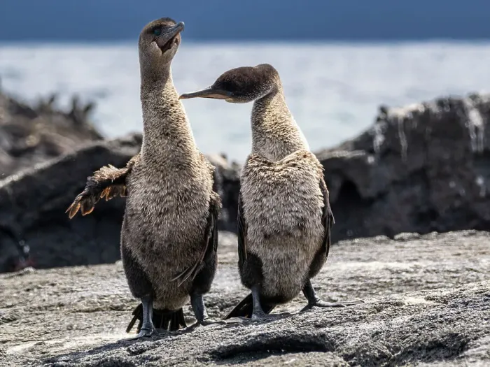 Framed Print : Adult pair of courting flightless cormorants (Nannopterum harris), Fernandina Island, Galapagos Islands, UNESCO World Heritage Site, Ecuador, South America Framed Print : Adult pair of courting flightless cormorants (Nannopterum harris), Fernandina Island, Galapagos Islands, UNESCO World Heritage Site, Ecuador, South America
