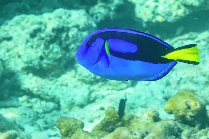 Framed Print : An adult palette tang (Paracanthurus hepatus), off Arborek Reef, Raja Ampat, Indonesia, Southeast Asia Framed Print : An adult palette tang (Paracanthurus hepatus), off Arborek Reef, Raja Ampat, Indonesia, Southeast Asia