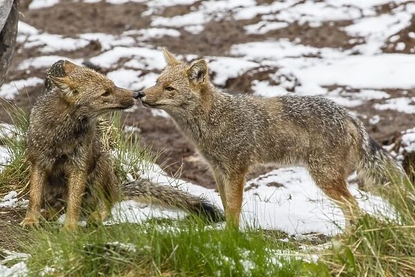 Adult Patagonian red fox (Lycalopex culpaeus) pair in La Pataya Bay, Beagle Channel, Argentina, South America