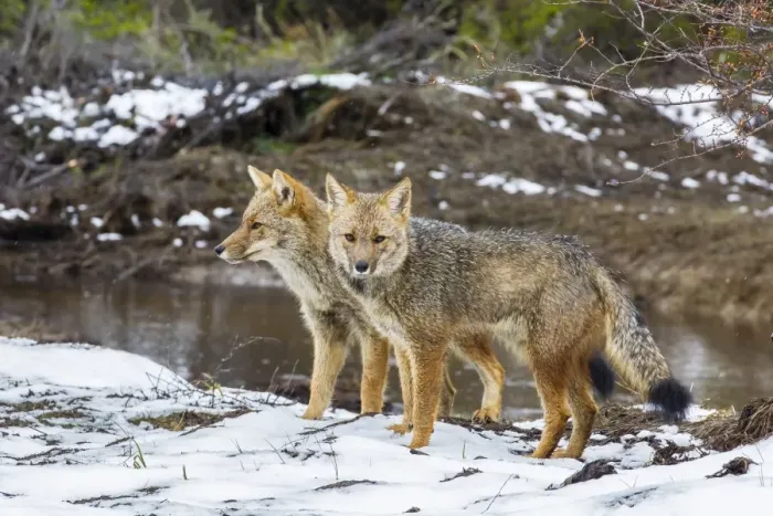 Framed Print : Adult Patagonian red fox (Lycalopex culpaeus) pair in La Pataya Bay, Beagle Channel, Argentina, South America Framed Print : Adult Patagonian red fox (Lycalopex culpaeus) pair in La Pataya Bay, Beagle Channel, Argentina, South America
