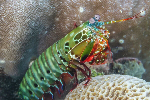 An adult peacock mantis (Odontodactylus scyllarus), in the Equator Islands, Raja Ampat, Indonesia, Southeast Asia, Asia