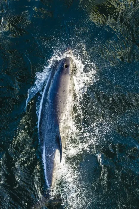 Framed Print : Adult Peales dolphin (Lagenorhynchus australis) bow-riding, New Island, Falkland Islands, South Atlantic Ocean, South America Framed Print : Adult Peales dolphin (Lagenorhynchus australis) bow-riding, New Island, Falkland Islands, South Atlantic Ocean, South America