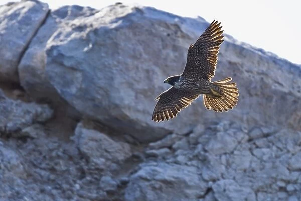 Adult peregrine falcon (Falco peregrinus), Isla Rasa, Gulf of California (Sea of Cortez), Baja California, Mexico, North America