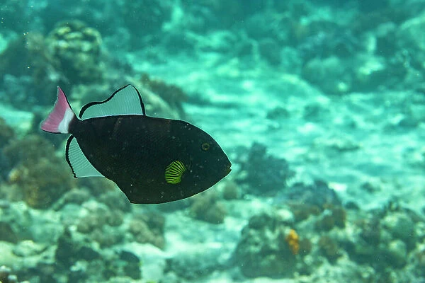 An adult pinktail triggerfish (Melichthys vidua) swimming on the reef off Bangka Island, Indonesia, Southeast Asia