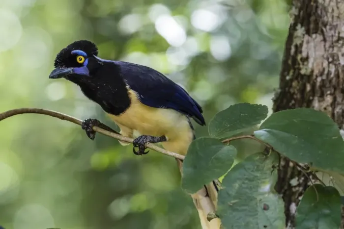 Framed Print : Adult plush-crested jay (Cyanocorax chrysops), in Iguazu Falls National Park, Misiones Framed Print : Adult plush-crested jay (Cyanocorax chrysops), in Iguazu Falls National Park, Misiones