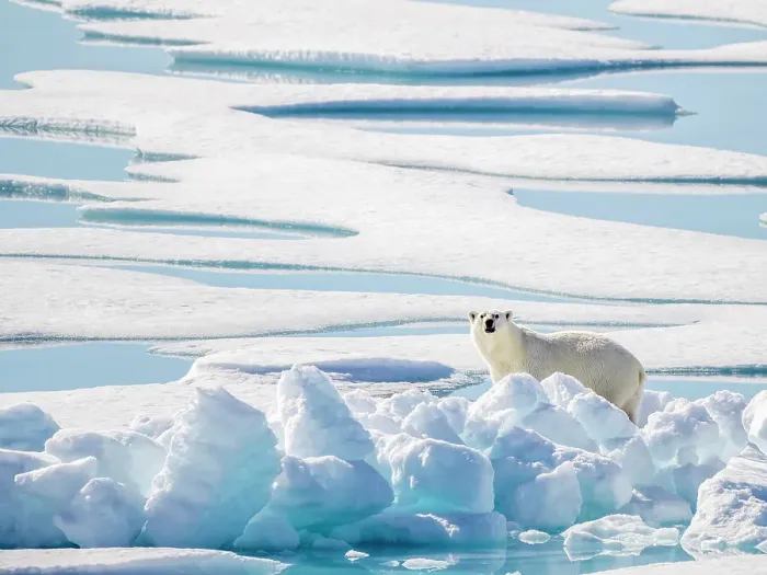Framed Print : Adult polar bear (Ursus maritimus) in 10 / 10ths pack ice in McClintock Channel, Northwest Passage, Nunavut, Canada, North America Framed Print : Adult polar bear (Ursus maritimus) in 10 / 10ths pack ice in McClintock Channel, Northwest Passage, Nunavut, Canada, North America