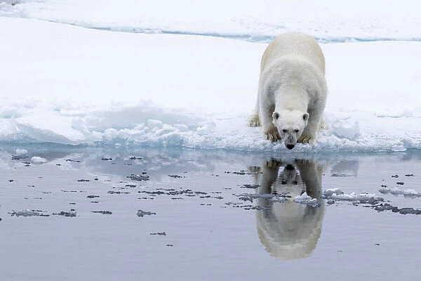 Adult polar bear (Ursus maritimus), reflected in the sea on ice near Ellesmere Island