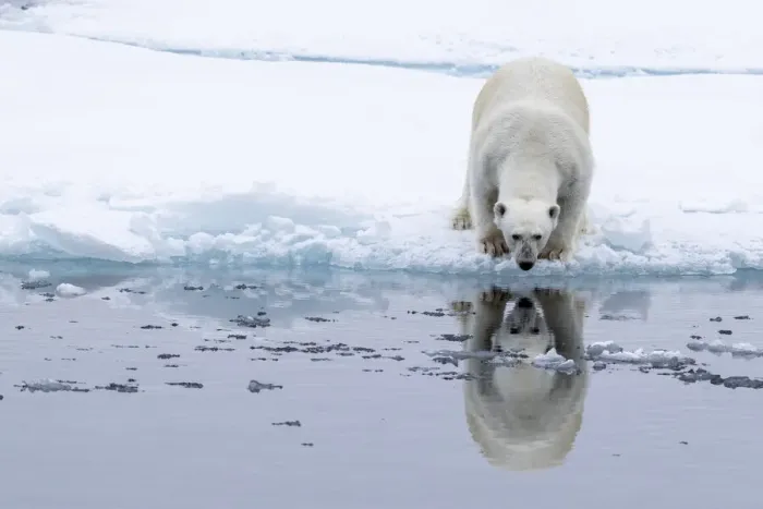 Framed Print : Adult polar bear (Ursus maritimus), reflected in the sea on ice near Ellesmere Island Framed Print : Adult polar bear (Ursus maritimus), reflected in the sea on ice near Ellesmere Island