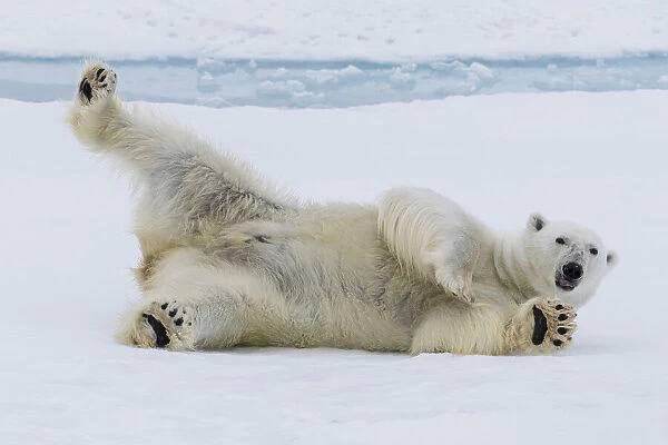 Adult polar bear (Ursus maritimus), cleaning its fur from a recent kill on ice near