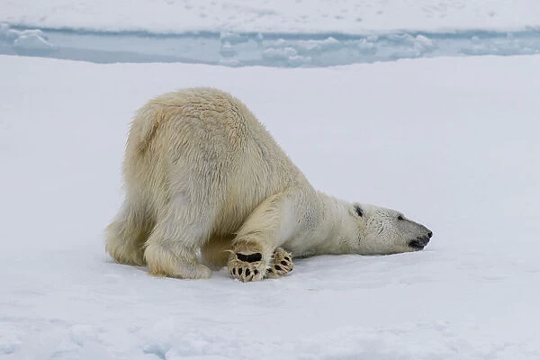 Adult polar bear (Ursus maritimus) cleaning its fur from a recent kill on ice near