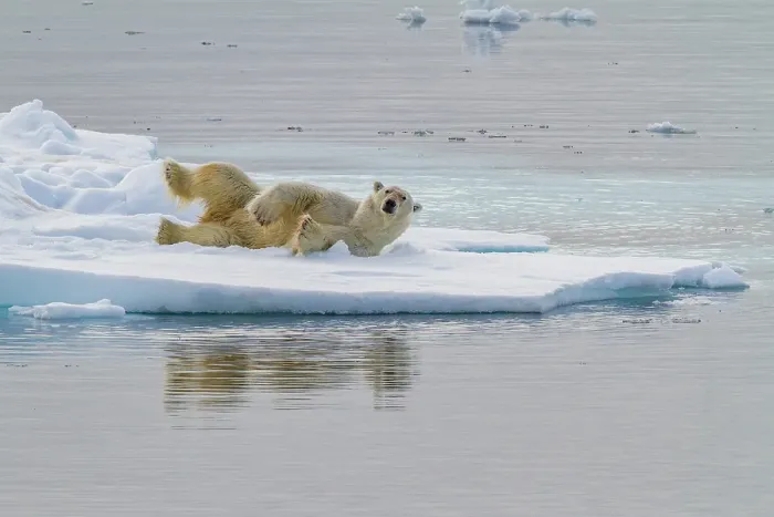 Framed Print : Adult polar bear (Ursus maritimus), on multi-year ice floes off the coast of Edgeoya, Svalbard, Norway Framed Print : Adult polar bear (Ursus maritimus), on multi-year ice floes off the coast of Edgeoya, Svalbard, Norway
