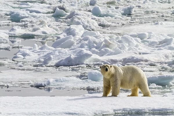 Adult polar bear (Ursus maritimus) on the ice in Bear Sound, Spitsbergen Island, Svalbard, Norway, Scandinavia, Europe
