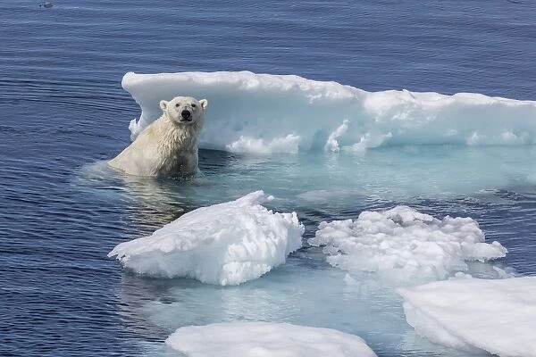 Adult polar bear (Ursus maritimus) emerging onto ice, Cumberland Peninsula, Baffin Island, Nunavut, Canada, North America