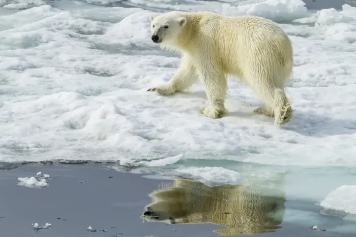 Framed Print : Adult polar bear (Ursus maritimus) on the ice in Bear Sound, Spitsbergen Island, Svalbard, Norway, Scandinavia, Europe Framed Print : Adult polar bear (Ursus maritimus) on the ice in Bear Sound, Spitsbergen Island, Svalbard, Norway, Scandinavia, Europe