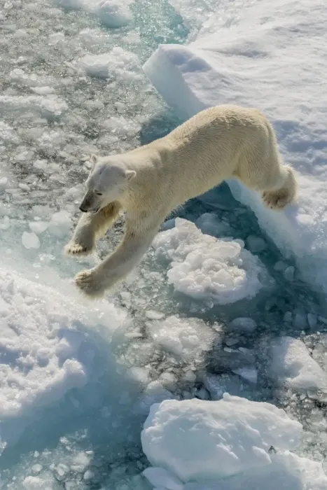 Framed Print : Adult polar bear (Ursus maritimus) on ice floe, Cumberland Peninsula, Baffin Island, Nunavut, Canada, North America