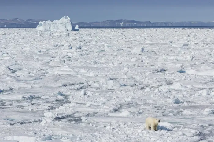 Framed Print : Adult polar bear (Ursus maritimus) on ice floe, Cumberland Peninsula, Baffin Island, Nunavut, Canada, North America Framed Print : Adult polar bear (Ursus maritimus) on ice floe, Cumberland Peninsula, Baffin Island, Nunavut, Canada, North America