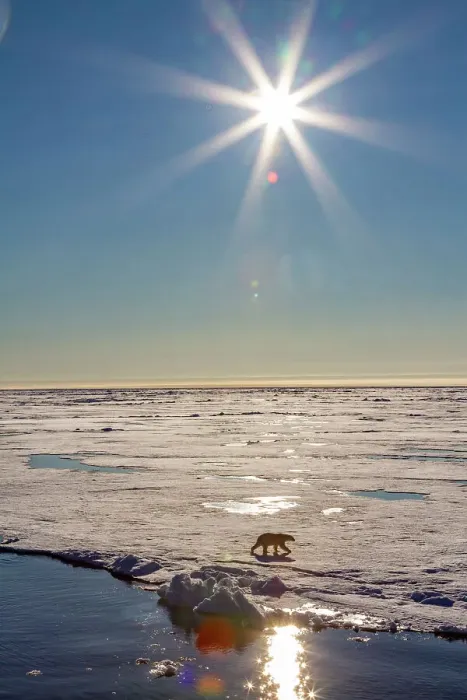 Framed Print : An adult polar bear (Ursus maritimus) on ice floe under bright sun burst in the Svalbard Archipelago, Norway, Arctic, Europe Framed Print : An adult polar bear (Ursus maritimus) on ice floe under bright sun burst in the Svalbard Archipelago, Norway, Arctic, Europe