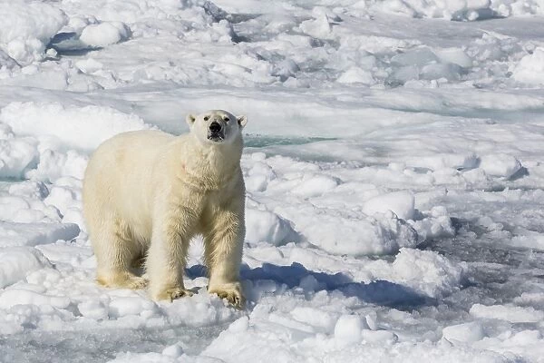 Adult polar bear (Ursus maritimus) on ice floes, Cumberland Peninsula, Baffin Island, Nunavut, Canada, North America
