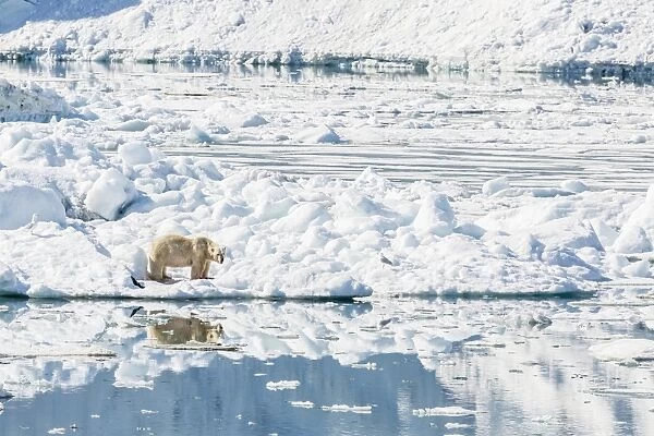 Adult polar bear (Ursus maritimus) on ice in Hornsund, Spitsbergen, Svalbard, Norway, Scandinavia, Europe