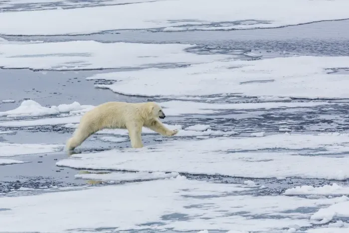 Framed Print : Adult polar bear (Ursus maritimus) on the ice near the Sujoya Islands, Svalbard, Norway, Scandinavia, Europe Framed Print : Adult polar bear (Ursus maritimus) on the ice near the Sujoya Islands, Svalbard, Norway, Scandinavia, Europe