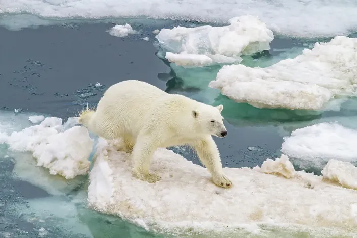 Framed Print : An adult polar bear (Ursus maritimus) leaping from ice floe to ice floe in the Svalbard Archipelago, Norway, Arctic, Europe Framed Print : An adult polar bear (Ursus maritimus) leaping from ice floe to ice floe in the Svalbard Archipelago, Norway, Arctic, Europe