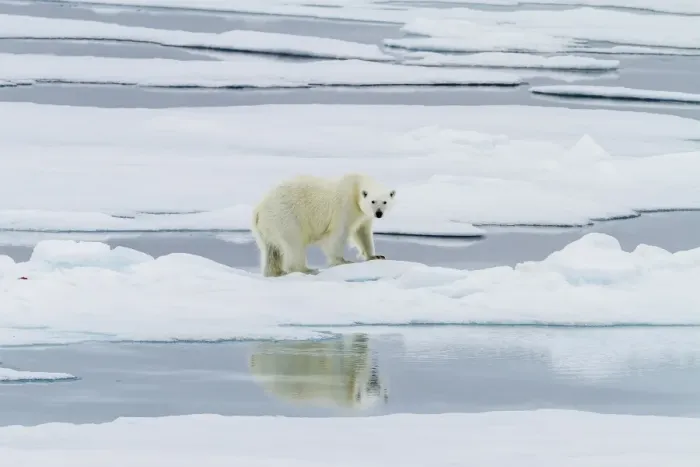 Framed Print : Adult polar bear (Ursus maritimus) on a recent kill on Moffen Island, Svalbard, Norway, Scandinavia, Europe Framed Print : Adult polar bear (Ursus maritimus) on a recent kill on Moffen Island, Svalbard, Norway, Scandinavia, Europe