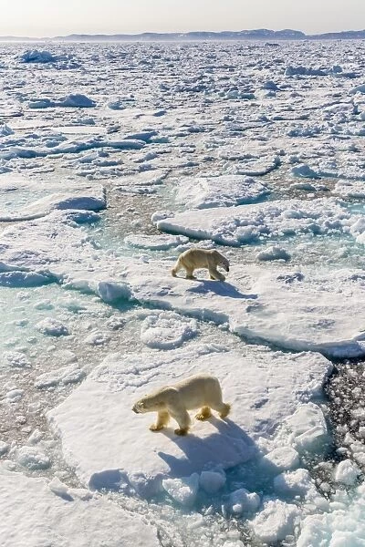 Adult polar bears (Ursus maritimus), confrontation on ice floe, Cumberland Peninsula, Baffin Island, Nunavut, Canada, North America