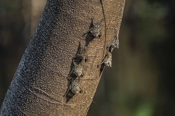 Adult proboscis bats (Rhynchonycteris naso) on tree in Yanallpa Cano, Ucayali River
