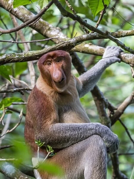 Adult proboscis monkey (Nasalis larvatus) foraging in Bako National Park, Sarawak