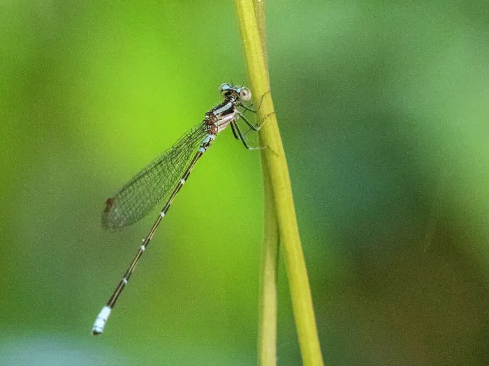 Framed Print : An adult purple dancer damselfly (Argia pulla) perched in a tree at Playa Blanca, Costa Rica, Central America Framed Print : An adult purple dancer damselfly (Argia pulla) perched in a tree at Playa Blanca, Costa Rica, Central America