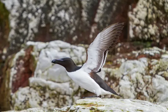 Framed Print : Adult razorbill (Alca torda) taking flight in the Svalbard Archipelago, Norway Framed Print : Adult razorbill (Alca torda) taking flight in the Svalbard Archipelago, Norway