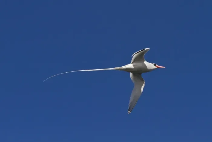 Framed Print : Adult red-billed tropicbird (Phaethon aethereus), Isla San Pedro Martir, Gulf of California (Sea of Cortez), Baja California, Mexico, North America Framed Print : Adult red-billed tropicbird (Phaethon aethereus), Isla San Pedro Martir, Gulf of California (Sea of Cortez), Baja California, Mexico, North America