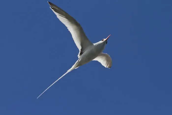 Framed Print : Adult red-billed tropicbird (Phaethon aethereus), Isla San Pedro Martir, Gulf of California (Sea of Cortez), Baja California, Mexico, North America Framed Print : Adult red-billed tropicbird (Phaethon aethereus), Isla San Pedro Martir, Gulf of California (Sea of Cortez), Baja California, Mexico, North America