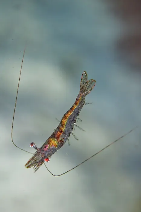 Framed Print : An adult red cherry shrimp (Neocaridina davidi), out over the reef off Wohof Island, Raja Ampat, Indonesia, Southeast Asia, Asia Framed Print : An adult red cherry shrimp (Neocaridina davidi), out over the reef off Wohof Island, Raja Ampat, Indonesia, Southeast Asia, Asia