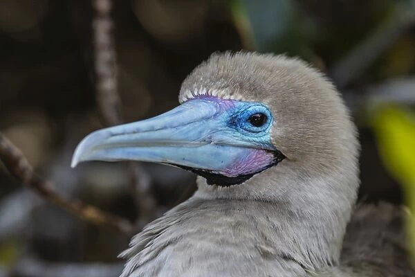 Adult red-footed booby (Sula sula), on Genovesa Island, Galapagos, UNESCO World Heritage Site