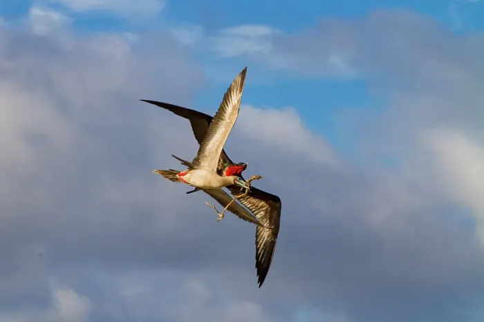 Framed Print : Adult red-footed booby (Sula sula) being attacked in flight by a great frigatebird (Fregata minor) in the Galapagos, UNESCO World Heritage Site, Ecuador, South America