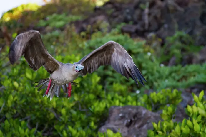 Framed Print : Adult red-footed booby (Sula sula) in flight in the Galapagos Island Archipelago, UNESCO World Heritage Site, Ecuador, South America Framed Print : Adult red-footed booby (Sula sula) in flight in the Galapagos Island Archipelago, UNESCO World Heritage Site, Ecuador, South America