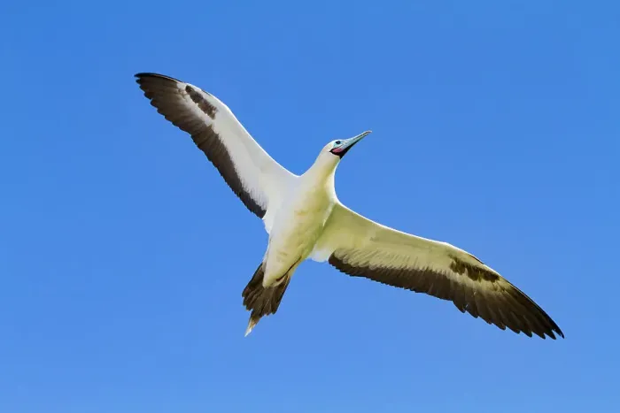 Framed Print : Adult red-footed booby (Sula sula) in flight in the Galapagos Island Archipelago, UNESCO World Heritage Site, Ecuador, South America Framed Print : Adult red-footed booby (Sula sula) in flight in the Galapagos Island Archipelago, UNESCO World Heritage Site, Ecuador, South America