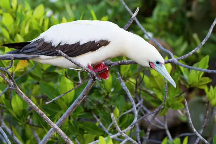 Framed Print : Adult red-footed booby (Sula sula) in the Galapagos Island Archipelago, UNESCO World Heritage Site, Ecuador, South America Framed Print : Adult red-footed booby (Sula sula) in the Galapagos Island Archipelago, UNESCO World Heritage Site, Ecuador, South America