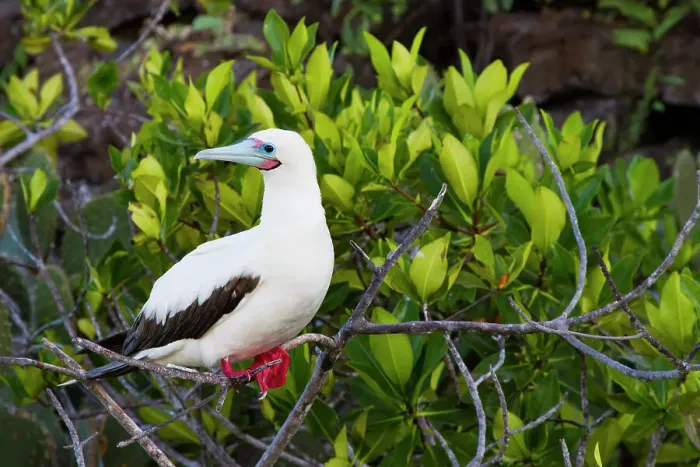 Framed Print : Adult red-footed booby (Sula sula) in the Galapagos Island Archipelago, UNESCO World Heritage Site, Ecuador, South America Framed Print : Adult red-footed booby (Sula sula) in the Galapagos Island Archipelago, UNESCO World Heritage Site, Ecuador, South America