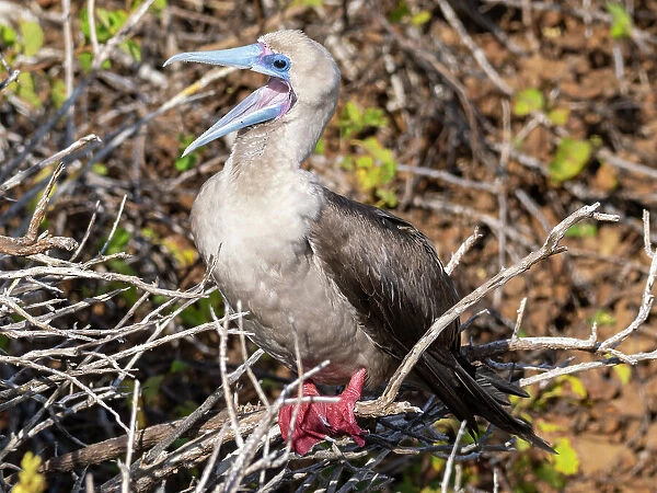 An adult red-footed booby (Sula sula), at Punta Pitt, San Cristobal Island, Galapagos Islands, UNESCO World Heritage Site, Ecuador, South America