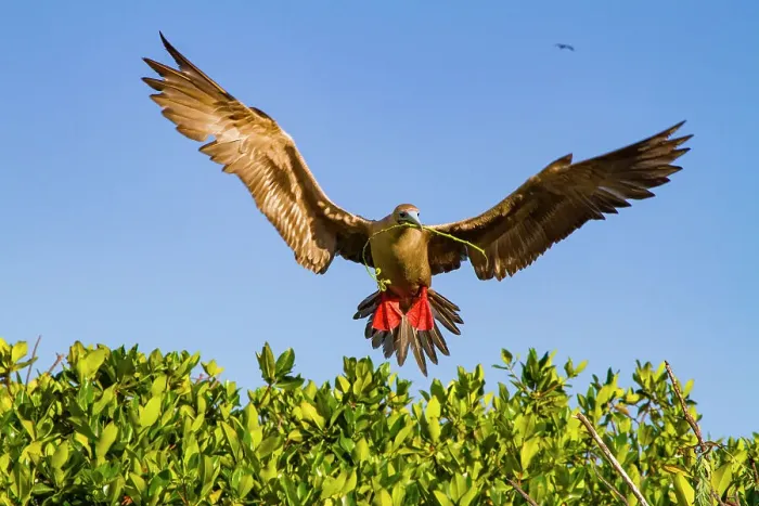 Framed Print : Adult red-footed booby (Sula sula) returning to the nest site with nest building material in the Galapagos Islands, UNESCO World Heritage Site, Ecuador, South America Framed Print : Adult red-footed booby (Sula sula) returning to the nest site with nest building material in the Galapagos Islands, UNESCO World Heritage Site, Ecuador, South America
